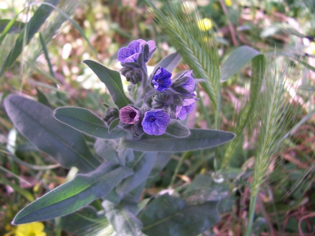 Cynoglossum creticum / Lingua di cane a fiori variegati